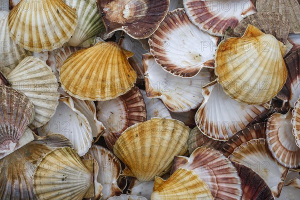 Seashells