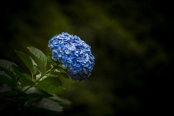 Hortensia (Hydrangea) on a dark background