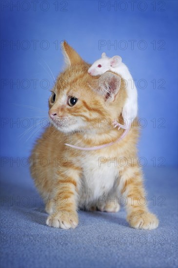 Kitten
