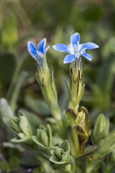 Snow Gentian (Gentiana nivalis)