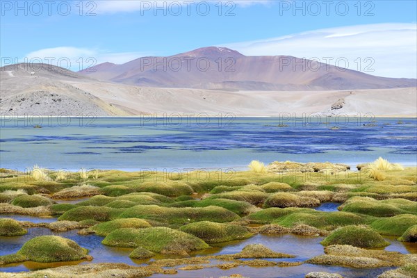 Vegetation at the Laguna Santa Rosa
