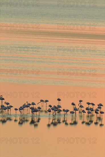 Greater Flamingos (Phoenicopterus roseus)