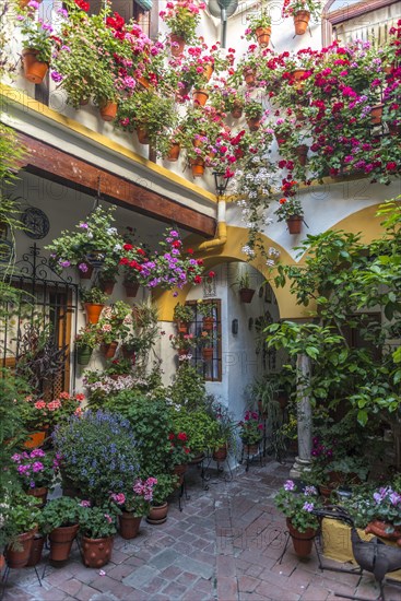 Many colorful flowers in flower pots on a house wall in the courtyard