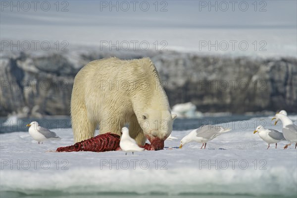 Polar bear (Ursus maritimus) feeding the carcass of a captured seal in the snow