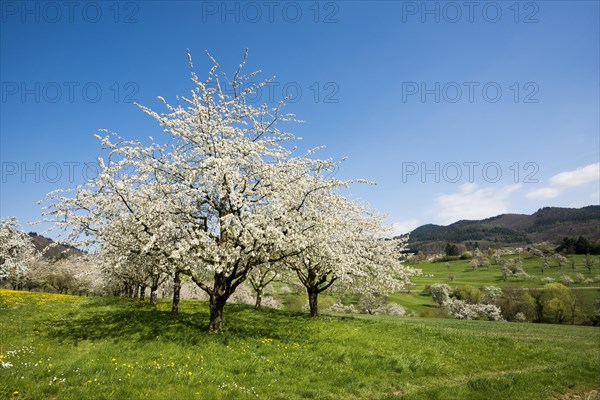 Flowering orchard meadows