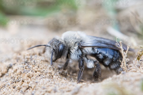 Ashy mining bee (Andrena cineraria)