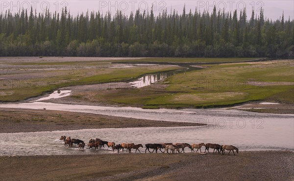 Flock of wild horses crossing the riverbed of Tuul river