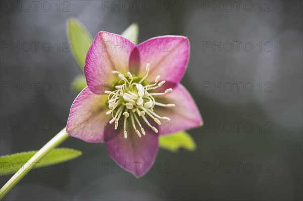Rosy lenten roses (Helleborus orientalis)