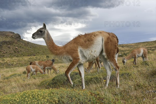 Guanacos (Lama guanicoe) after rain