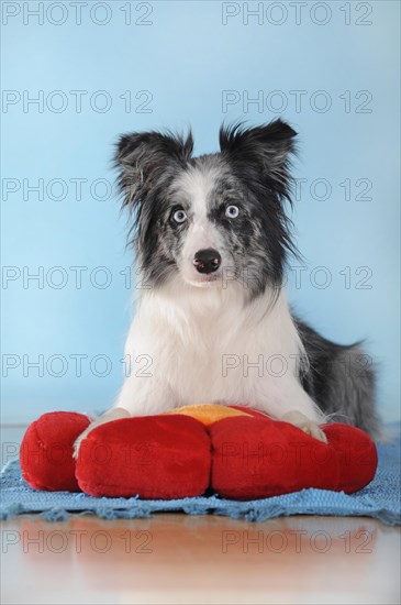 Border collie
