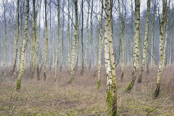 Beech forest (Betula pendula)