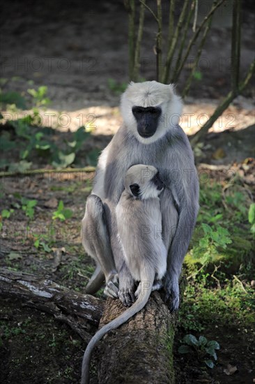Northern plains gray langur (Semnopithecus entellus)