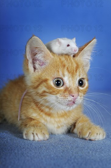 Kitten