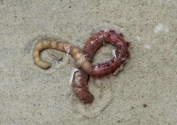 Lugworm (Arenicola marina)