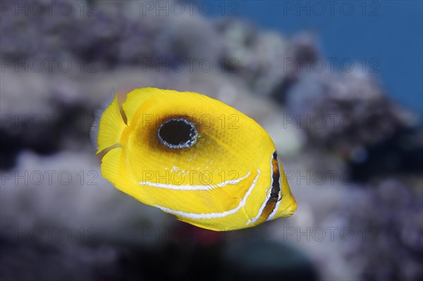 Mirror butterflyfish (Chaetodon speculum)
