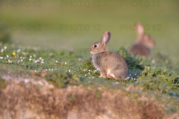 European rabbit (Oryctolagus cuniculus) in a meadow