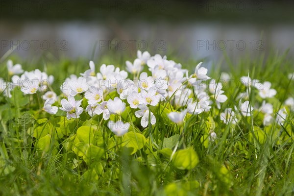 Common wood sorrel (Oxalis acetosella) flourishing