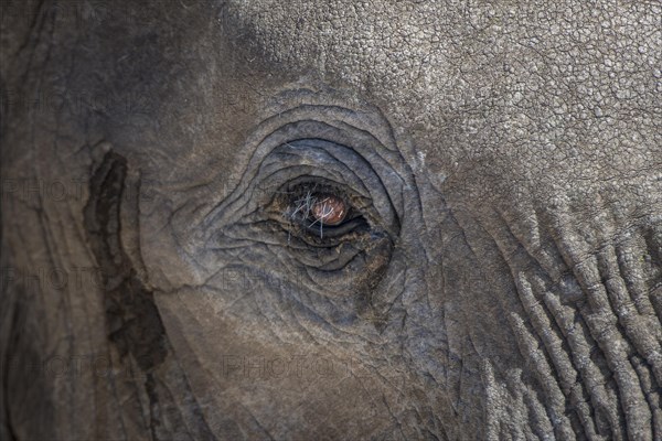 African elephant (Loxodonta africana)