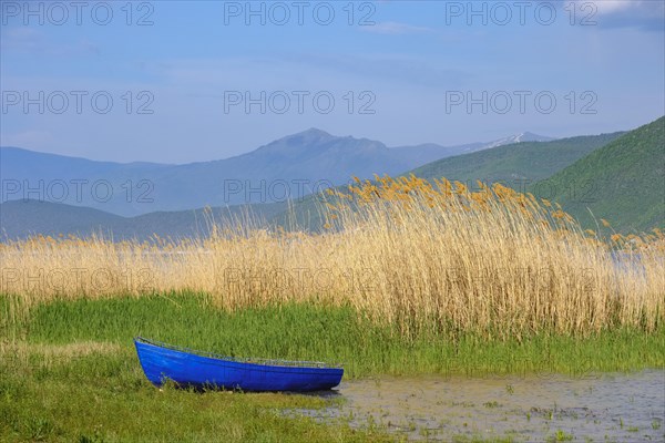 Blue fishing boat in front of reeds at the lake shore