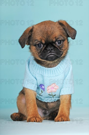 Brussels Griffon