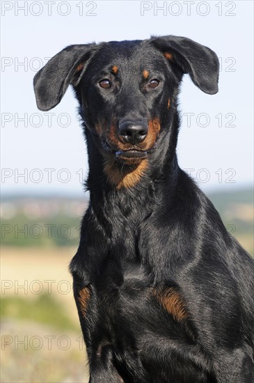 Beauceron
