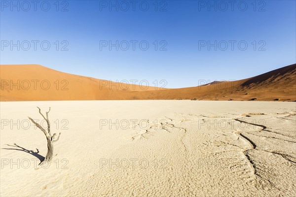Water veins in the dry soil