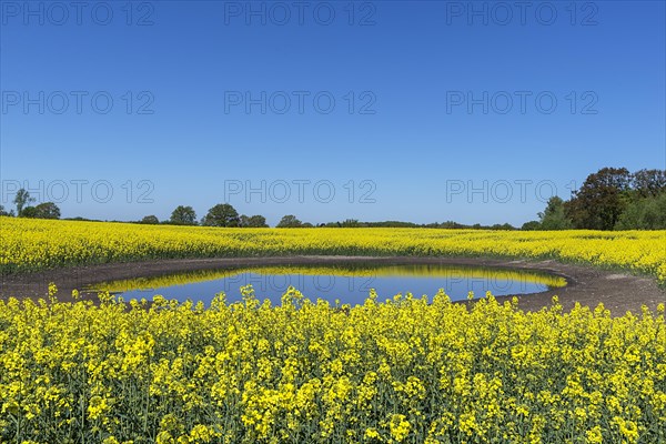 Blooming Rapefield (Brassica napus) is reflected in a Kettle hole
