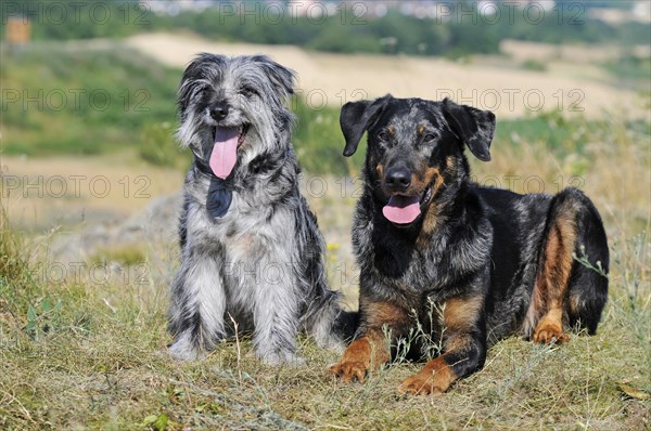 Beauceron