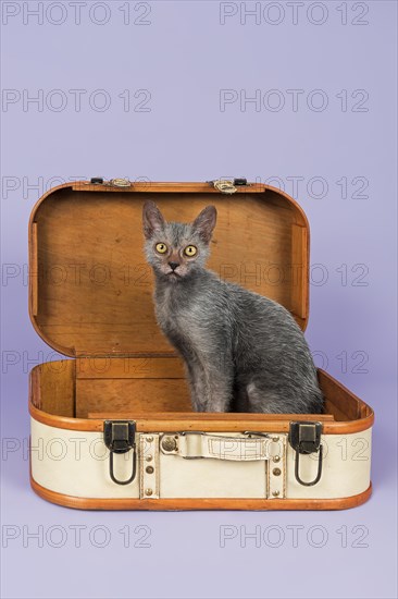 Lykoi