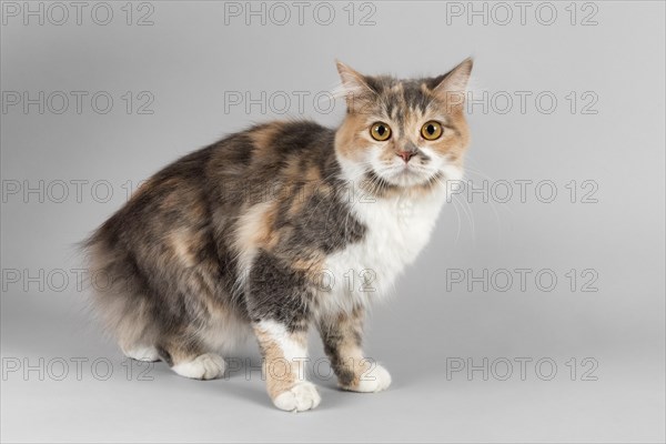 Pedigree cat Manx-Cymric (Felis silvestris catus)