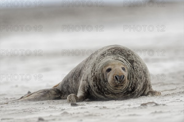Grey seal (Halichoerus grypus)