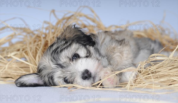 Havanese