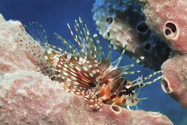 Broadbarred firefish (Pterois antennata) rests on sponge