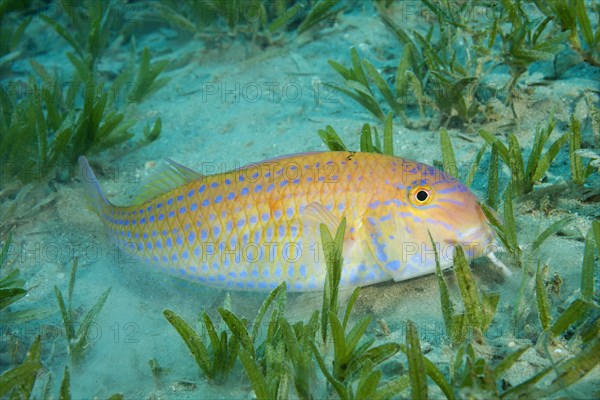 Cinnabar Goatfish (Parupeneus heptacanthus) hiding in the sea grass