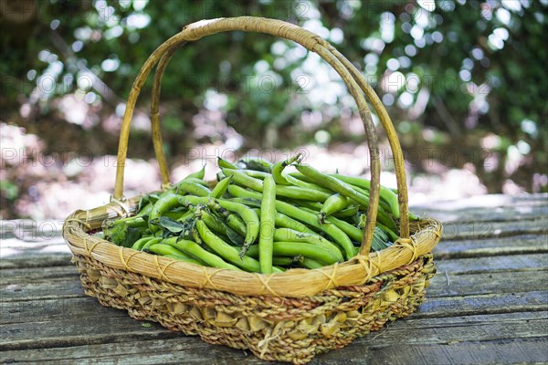 Broad bean in basket