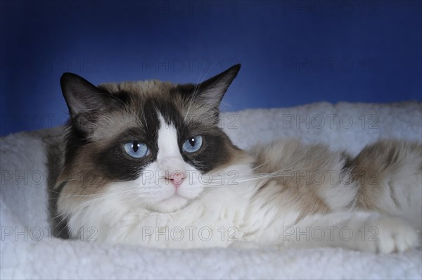 Ragdoll