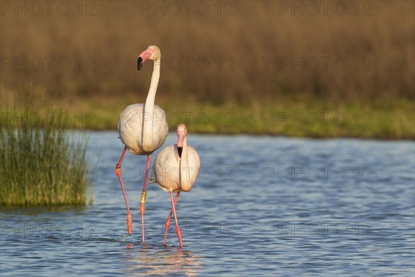 Greater Flamingo (Phoenicopterus roseus)