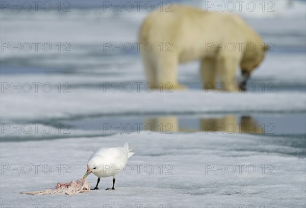 Ivory gull (Pagophila eburnea) feeding the rest of a carcass