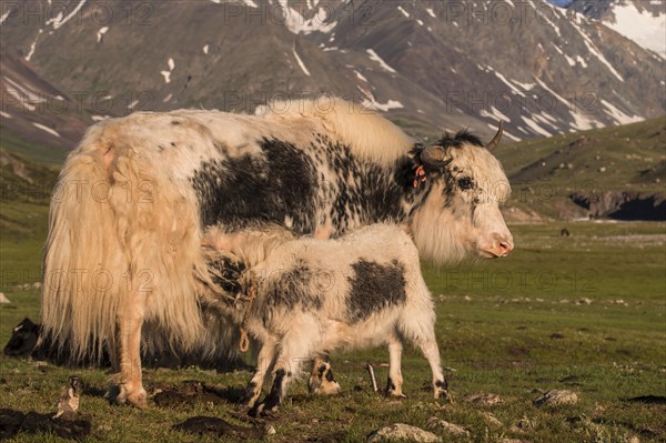 Yak (Bos grunniens) with feeding calf on a pasture