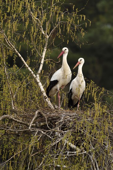 White storks (Ciconia ciconia)