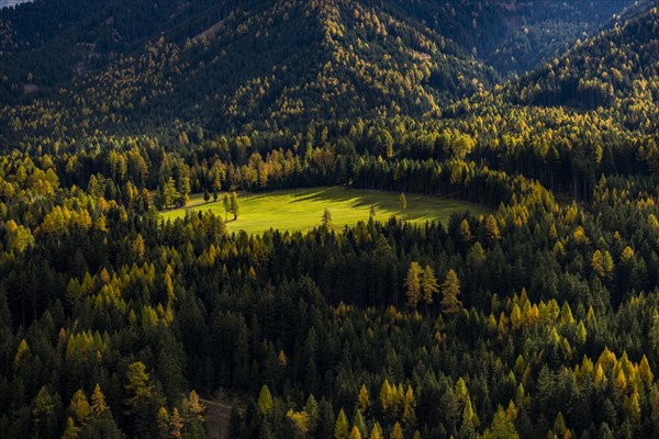 Larch forest (Larix) in autumn