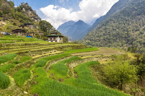 Farmhouse with rice fields in mountain landscape