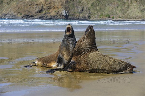 Two Hooker's Sea Lions (Phocarctos hookeri) mating at beach