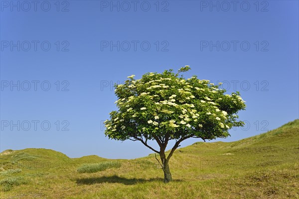 Elder (Sambucus nigra)
