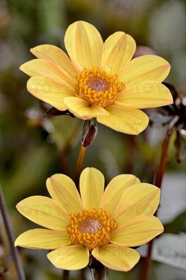 Dahlia (Dahlia)