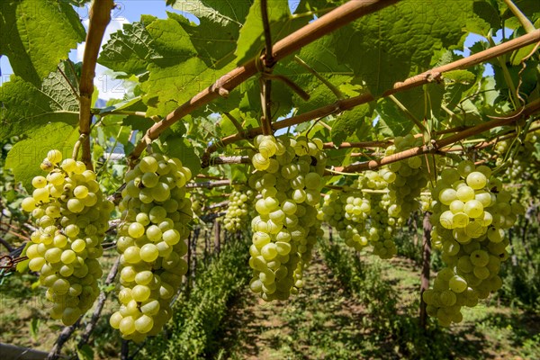 Green grapes