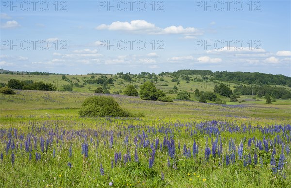 Large-leaved lupin (Lupinus polyphyllus)