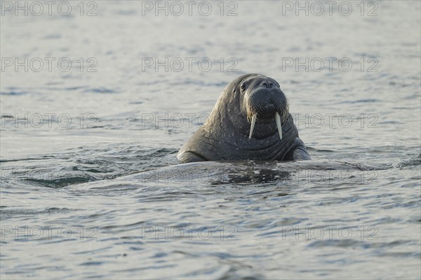 Walrus (Odobenus rosmarus)