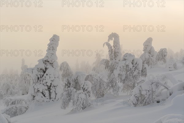 Snowy trees