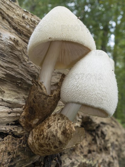 Silky sheath (Volvariella bombycina)